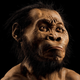 Imagen para el artículo titulado Hallan un posible antepasado inédito de los seres humanos: el Homo naledi